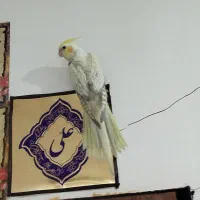 دو عروس هلندی کاملن دستی