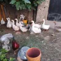 فروش قوغاز