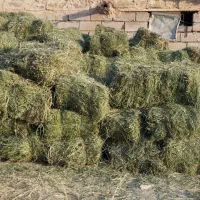 یونجه