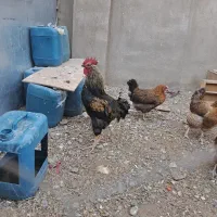 فروش یک عددخروس ۲ساله