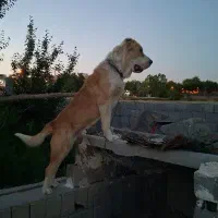سگ سرابی نگهبان مخصوص باغ و ویلا
