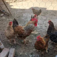 مرغ و خروس محلی