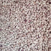 فروش عمده لوبیا چیتی