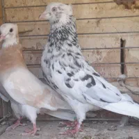 کبوترخوشرنگ