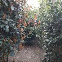 فروش عمده یاس هلندی، فوتونیا ، ژینکو و عنبر سائل