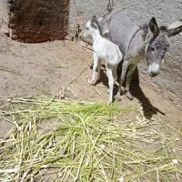 خر یا الاغ زایده