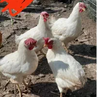 مرغ سفید