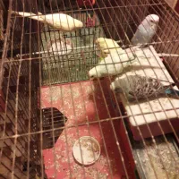 مرغ عشق و عروس لوتینو و گل باغالی