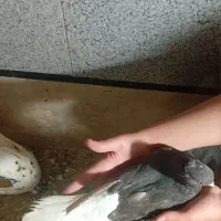 کفتر دم سفید