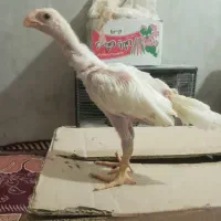 یک جفت جوجه هندی فروشی
