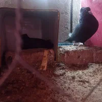 کفترگوک|پرنده|بم, |دیوار