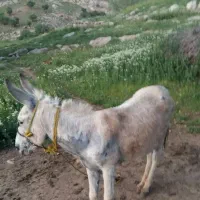 نرخر فروشی به شرط بار و مادیان پر