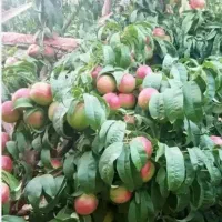 تناژ۲برابری می‌خوای تماس بگیر