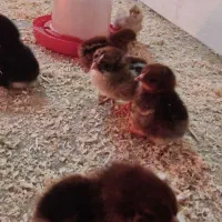 جوجه رسمی یکروزه مرغ خروس بومی گلپایگان
