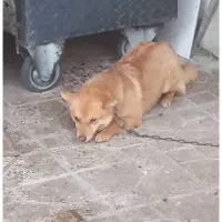 سگ گمشده