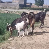 بز وبزغاله