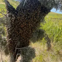زننبورر