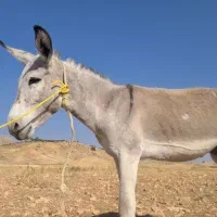 فروش الاغ نر (خر)گله ای کوه رو