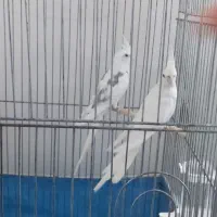 عروس هلندی