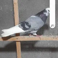 کبوتر