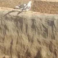 فروش کبوتر