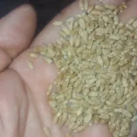 گندم