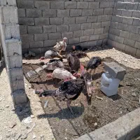 بوقلمون