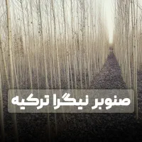 صنوبر نیگرای درآمد میلیاردی باکیفیت بالا