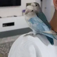 طوطی برزیلی دستی