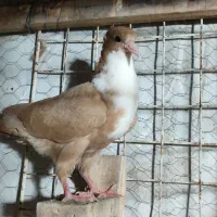 رسمی کلاهی،سبز افغان،یهودی