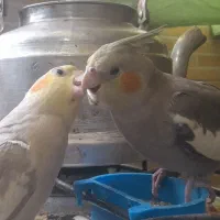 عروس هلندی نر وماده و ۴ قفس جداگانه