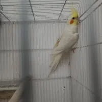 عروس هلندی نر سالم و سرحال