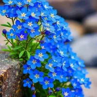 بذرشلغم ده کیلو