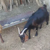 حیوانات گوسفند