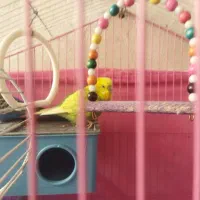 مرغ عشق باقفس
