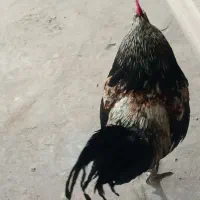 خروس جوان محلی
