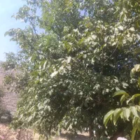 اجاره دهنده گردو