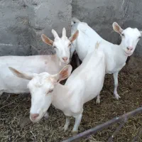 سه کولار