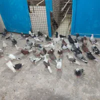 فروش یک جا 100عدد کفتر خوشگل
