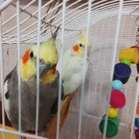 دوتا پرنده بسیار زیبا . نر و ماده هستن