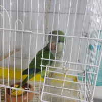 طوطی راهب و گرینچیک جوجه و بالغ