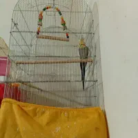 عروس هلندی