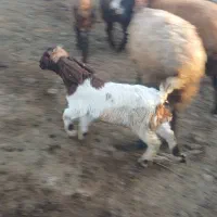 بزغاله افغانی