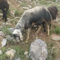 بره قوچ بی نظیر هنوز دندان پیش نکنده