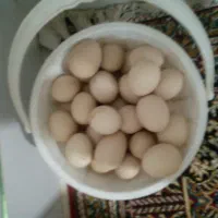 تخم مرغ تازه ارگانیک