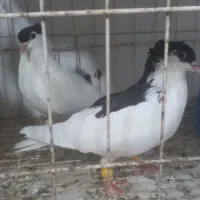 کبوتر یبال سیاه