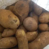 ۳گونی سیب زمینی درجه یک تازه از زمین چیده شده