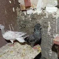 جفت هفت رنگ دم سفید