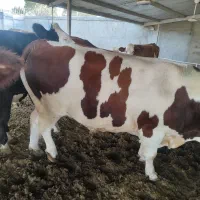 گوساله نر سیمینتال سرک دار