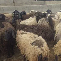 بره با گوسفند